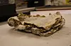 En forvitret, lagdelt gjenstand ligger på et bord i et innendørs rom.